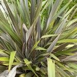 Phormium tenax Fuelha