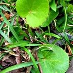 Centella erecta 葉