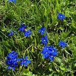 Gentiana nivalisKukka