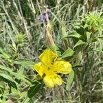 Oenothera villosa Λουλούδι