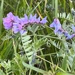 Vicia craccaFlor