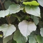 Dombeya wallichiiLeaf