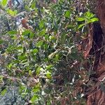 Leptospermum laevigatum Likasa