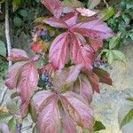 Parthenocissus insertaBlatt