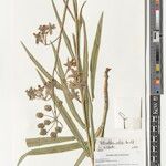 Asclepias stathmostelmoides Otro