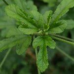 Althaea cannabina Blad