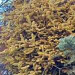 Picea mariana Blatt