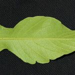 Triosteum perfoliatum Leaf