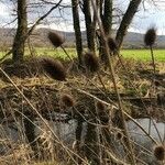 Dipsacus sativus Fruchs