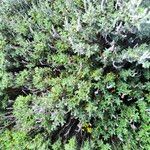 Teucrium marum 葉
