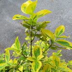 Euonymus fortunei Fulla