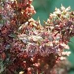 Astilbe rubra Plod