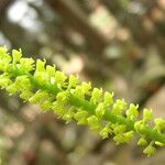 Polystachya golungensis Flor