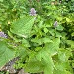 Agastache foeniculum Blatt