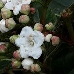 Viburnum rugosum Blüte