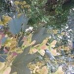 Acer pseudoplatanus Fruchs