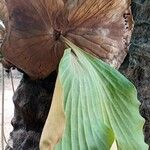 Platycerium elephantotis Leaf
