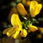 Genista scorpius Flower