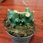 Tephrocactus articulatus 葉