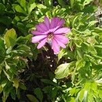 Osteospermum ecklonisപുഷ്പം