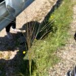 Stipella parviflora 花