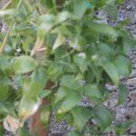 Asparagus asparagoides Habitus