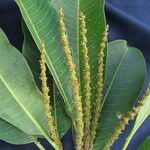 Sapium allenii Leaf