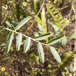 Vicia monantha Levél