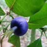 Psychotria suterella Fruto