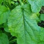 Scrophularia oblongifolia Blad