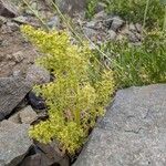 Galium × pomeranicum Kwiat