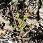 Lysimachia linum-stellatum Lapas