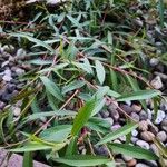 Salix purpurea Blad