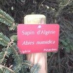 Abies numidica Other
