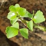 Commiphora schimperi Liść