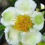 Stewartia monadelpha 花