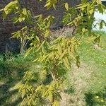 Acer triflorum Deilen