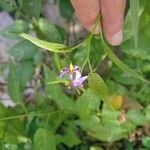 Solanum dulcamaraКвітка