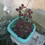 Oxalis hedysaroides Leaf