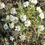 Melampodium leucanthum Кветка