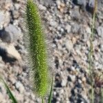 Setaria italica Flors