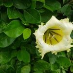 Solandra grandiflora Hábito