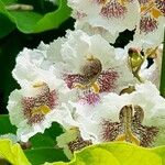 Catalpa ovata പുഷ്പം