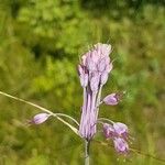 Allium carinatum Blüte
