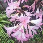 Amaryllis belladonna Blüte