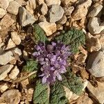 Mandragora autumnalis Flower