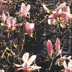 Magnolia x soulangeana Άλλα