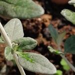 Teucrium fruticansᱥᱟᱠᱟᱢ