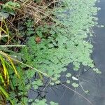 Hydrocotyle ranunculoides Foglia