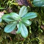 Vaccinium vitis-idaea Frunză